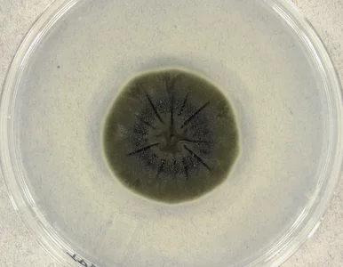 Miniatura: Grzyb z Czarnobyla żywi się śmiertelnym...