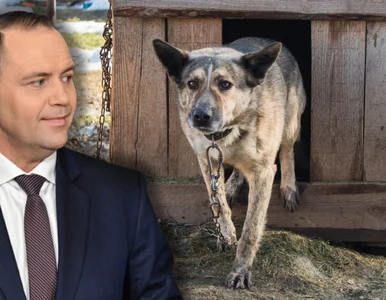 Miniatura: Ustawa łańcuchowa zawetowana. „Psy na...