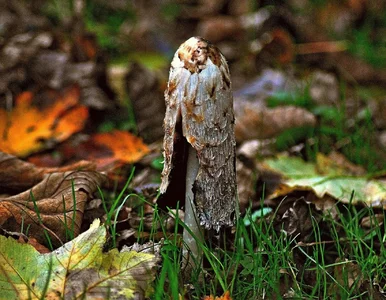 Miniatura: Ten grzyb to „fabryka atramentu”. Sam się...