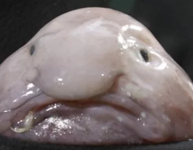 Miniatura: Z dna oceanu prosto na podium. Oto...