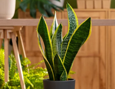 Miniatura: Sansewieria będzie rosła jak szalona. Ten...