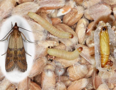 Miniatura: Czy w Twojej kuchni też są mole? Znam...