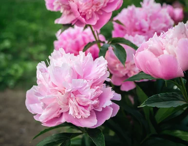 Miniatura: Wsyp to pod piwonie wczesną wiosną. W maju...