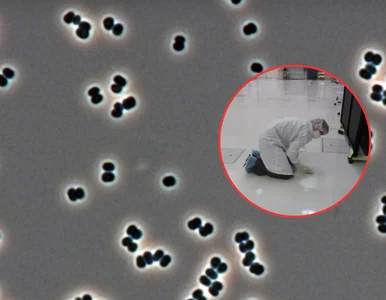 Miniatura: Nieznana bakterie w halach NASA....