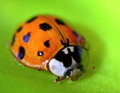 Miniatura: Wygląda niegroźnie, ale potrafi ugryźć i...