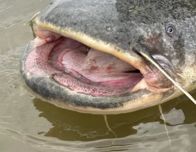 Miniatura: Polacy wybrali się nad Ebro, złowili...