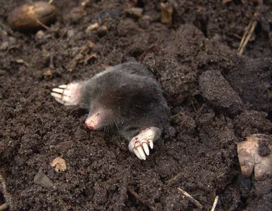 Miniatura: Wrzuć do każdej norki  po dwie kulki –...