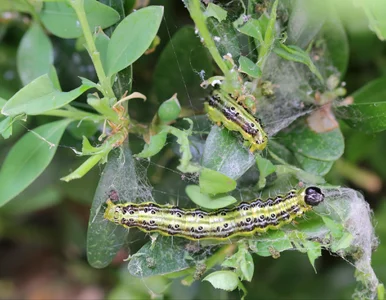 Miniatura: Gdy tylko zrobi się ciepło, larwy ruszą na...