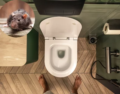Miniatura: Nie wrzucaj tego do toalety, bo… wyskoczy...