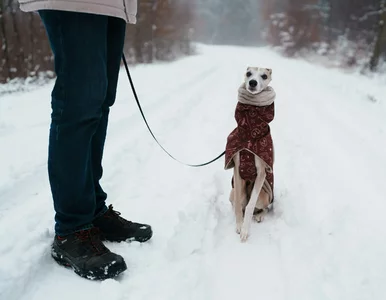 Miniatura: Czy zakładać psu ubranie na zimę? Lekarka...