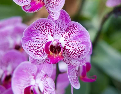 Miniatura: Ten napar ratuje storczyki po przelaniu....