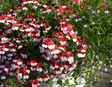 Miniatura: Zapomnij o  pelargoniach, je ma każdy....