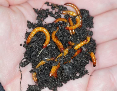 Miniatura: Rozpełzły się po ogrodzie i niszczą...
