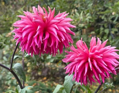 Miniatura: Zanim spadnie śnieg, zrób to z daliami!...