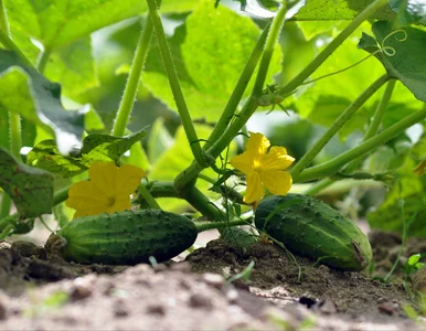 Miniatura: Rosyjskie ogórki w Polsce. Opłacalne...