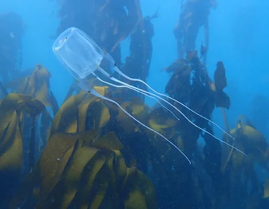 Miniatura: „Osy morskie” są śmiertelnie...