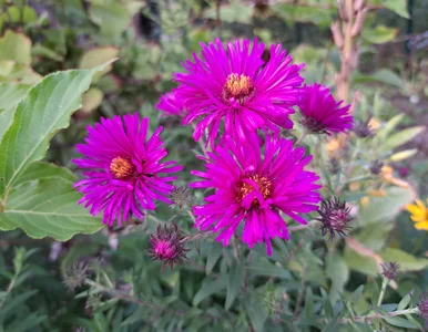 Miniatura: Wymieszaj to z deszczówką, a astry będą...