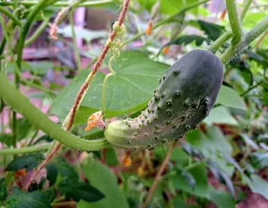 Miniatura: Plaga chorób, zniekształcone owoce i...