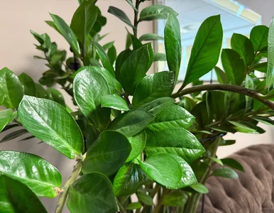 Miniatura: Zalej wodą, zblenduj, podlej. Jędrne...