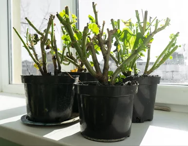 Miniatura: Jedna noc i stracisz wszystkie pelargonie....