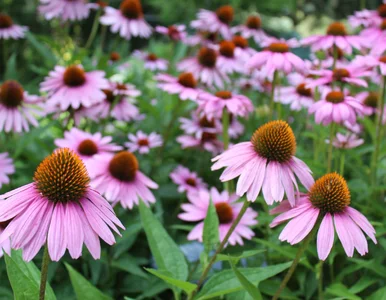 Miniatura: Sadź jeżówki w tym terminie, a będą kwitły...