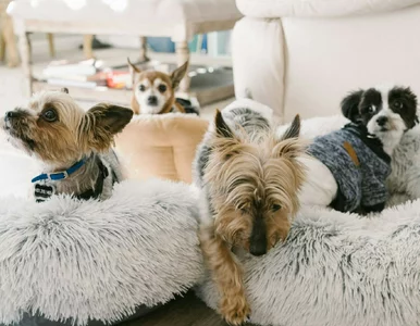 Miniatura: Są sympatyczne, urocze i spokojne. To...