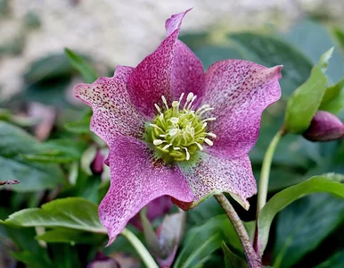 Miniatura: Ślimaki jej nie ruszają, a susza nie...