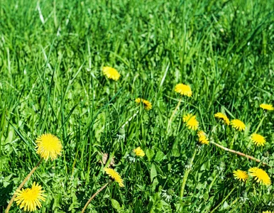 Miniatura: Chwasty w trawniku? Te sposoby pomogą Ci...