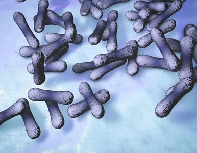 Miniatura: Pierwszy przypadek błonicy w Polsce....