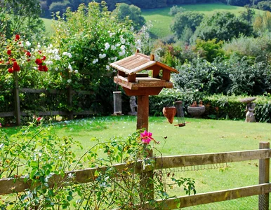 Miniatura: Stwórz ogród przyjazny dzikim ptakom....