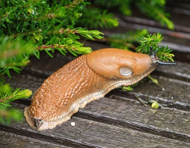 Miniatura: Rano zobaczyłam dziury w liściach....