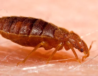 Miniatura: Nieproszony gość. Jak nieświadomie...