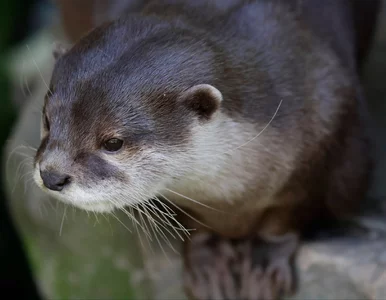 Miniatura: Ostatnio widziano ją 185 lat temu....