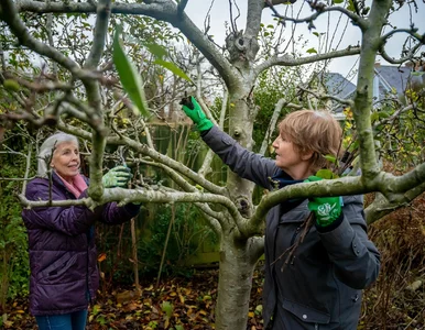 Miniatura: Tnij teraz albo zapomnij o owocach. Luty...