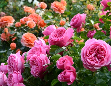 Miniatura: Tani produkt z apteki sprawi, że twoje...