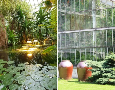 Miniatura: Największa palmiarnia w Polsce do...