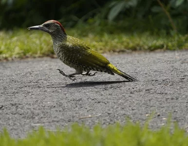Miniatura: Rzadki i niezwykły gość w poznańskim...