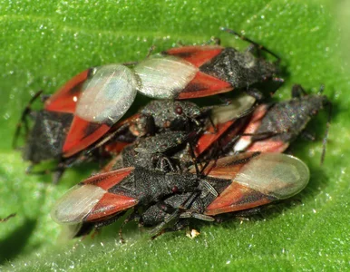 Miniatura: Dotarły do Polski i opanowują ogrody....