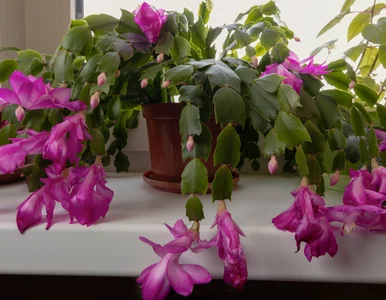 Miniatura: Popularna tabletka z apteki potrafi...