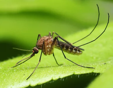 Miniatura: Obecna pogoda sprzyja komarom. Jak się...