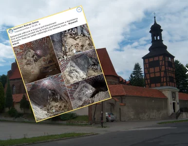 Miniatura: Unikatowe odkrycie pod Koninem. Naukowcy...