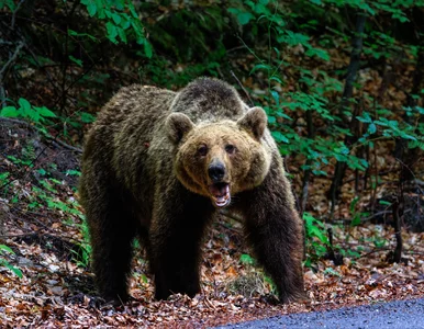 Miniatura: Niedźwiedź w tym polskim regionie....