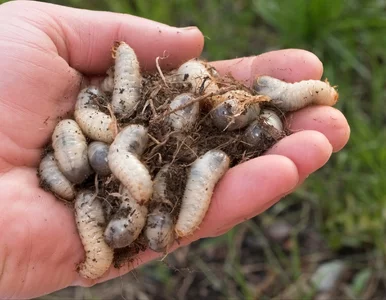 Miniatura: Pędraki zniszczą twój trawnik! Sprawdź,...