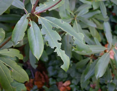 Miniatura: Gdy rośliny więdną bez powodu, sprawdzam...