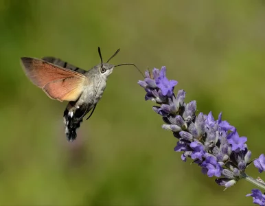 Miniatura: Nie jest ptakiem, ale wygląda jak koliber....