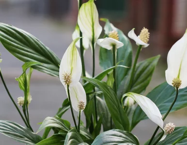 Miniatura: Ten prosty trik pozwoli ci  szybko...