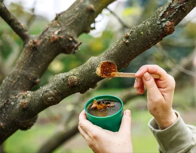 Miniatura: Zrób to zaraz po cięciu drzew. Ta domowa...