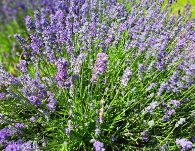 Miniatura: Lawenda aż ugina się od kwiatów. Zrób to w...