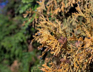 Miniatura: Zmieszaj z wodą i wlej tuje w lutym....