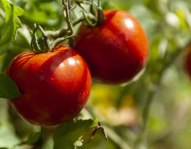 Miniatura: Posadź to przy pomidorach. Będą zdrowsze i...